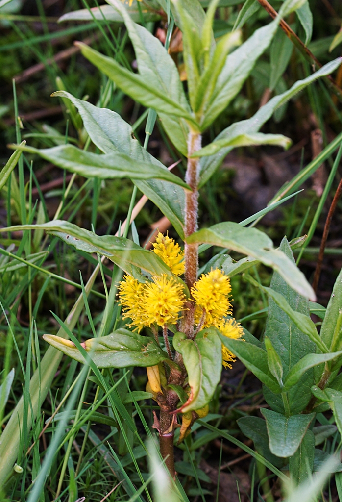 Lysimachia thyrsiflora 2   Kopie