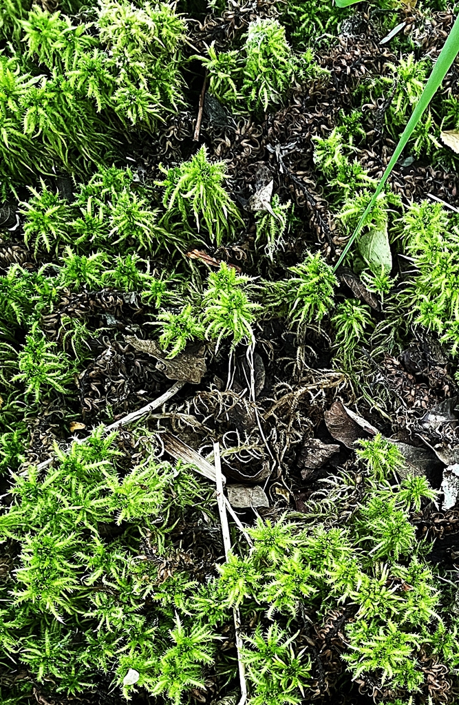 Ottermeer Sphagnum squarosum Sparriges Torfmoos