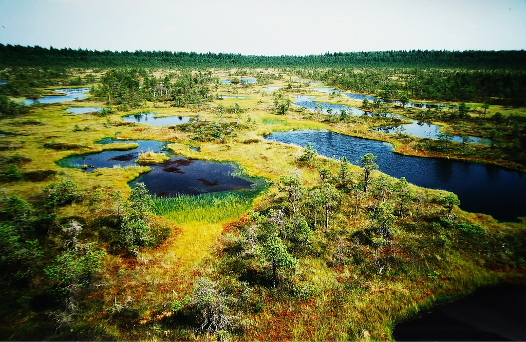 Estland Lebendes Moor