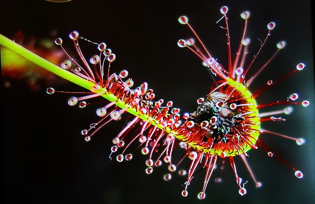 Langblättriger Sonnentau