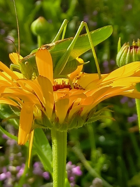 Sonnenblume Heuschrecke